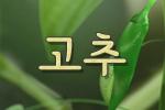 고추가 자라면