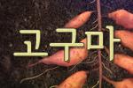 고구마가 자라면