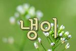 냉이가 자라면
