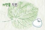 자연물 탁본