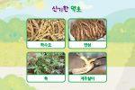 신비한 약초