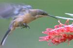 먹이에 따라 부리가 달라요