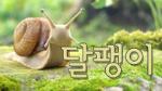 달팽이